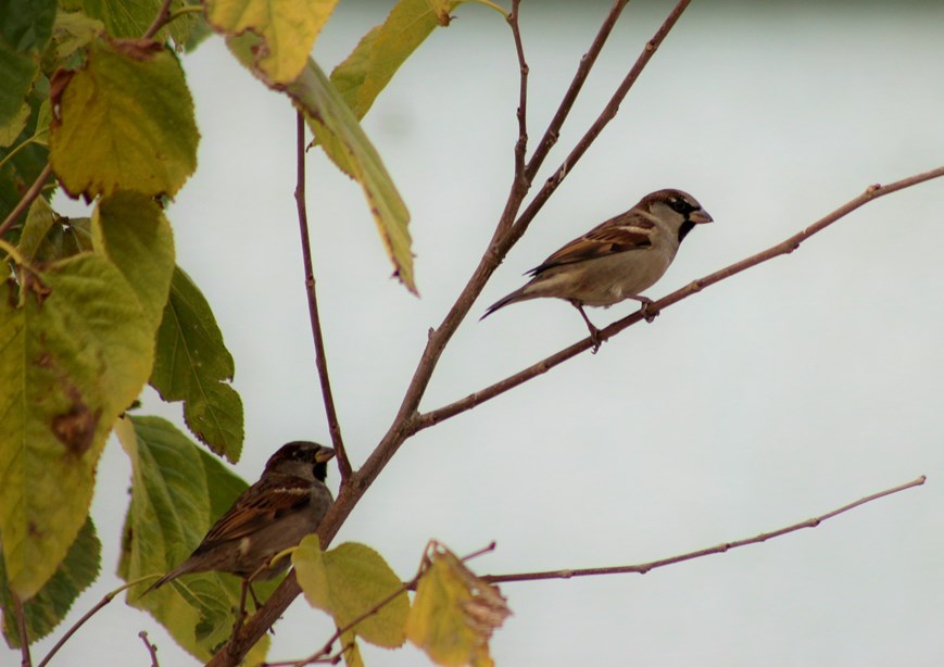 Serçe » House Sparrow » Passer domesticus