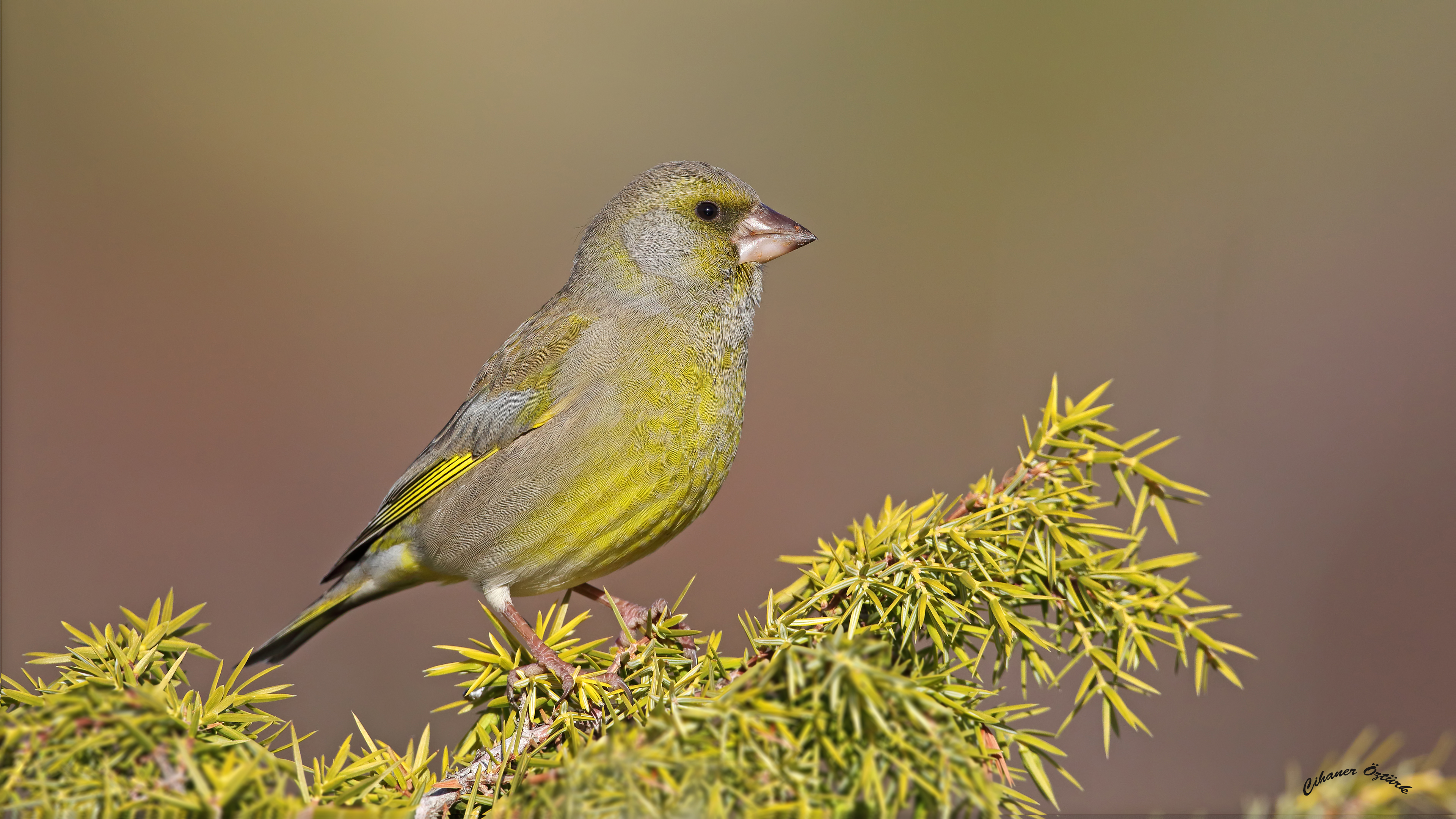 Florya » European Greenfinch » Chloris chloris
