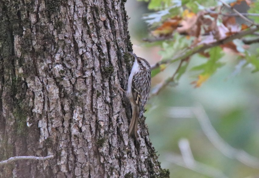 Bahçe tırmaşıkkuşu » Short-toed Treecreeper » Certhia brachydactyla