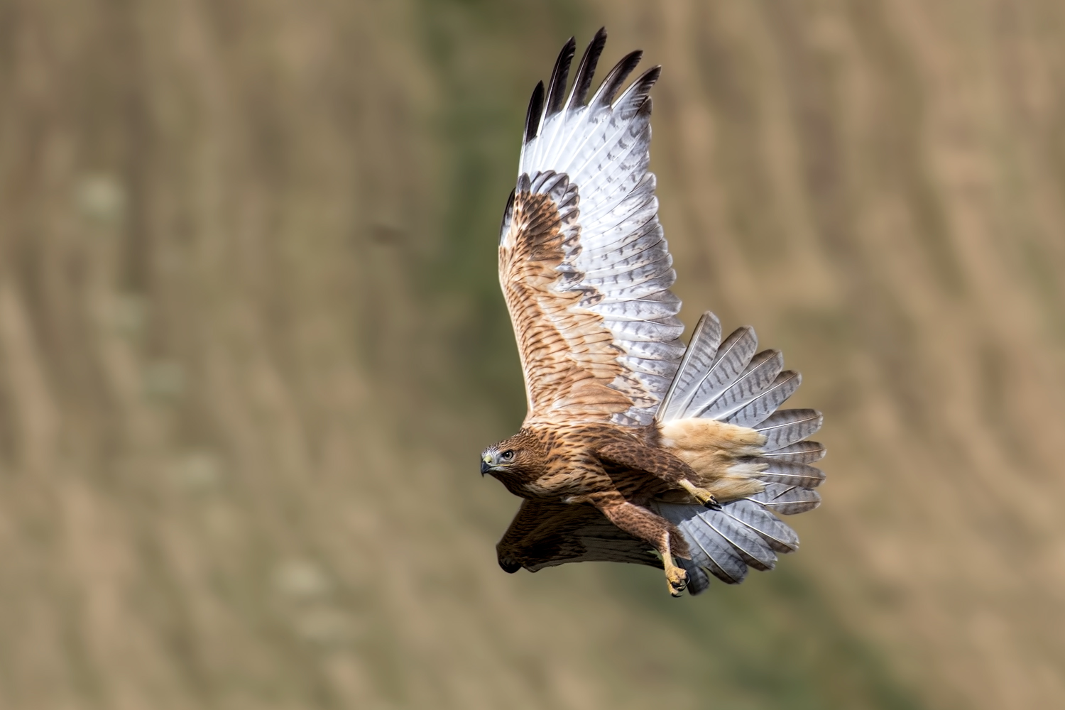Kızıl şahin » Long-legged Buzzard » Buteo rufinus