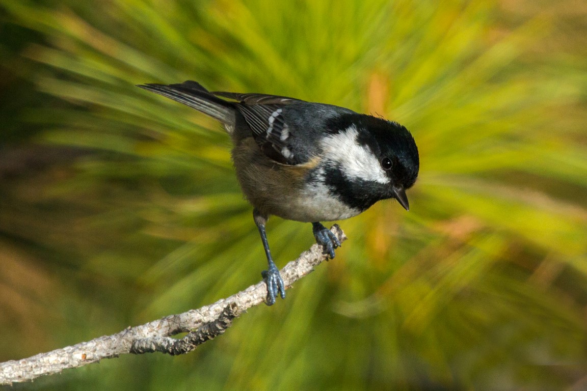 Çam baştankarası » Coal Tit » Periparus ater