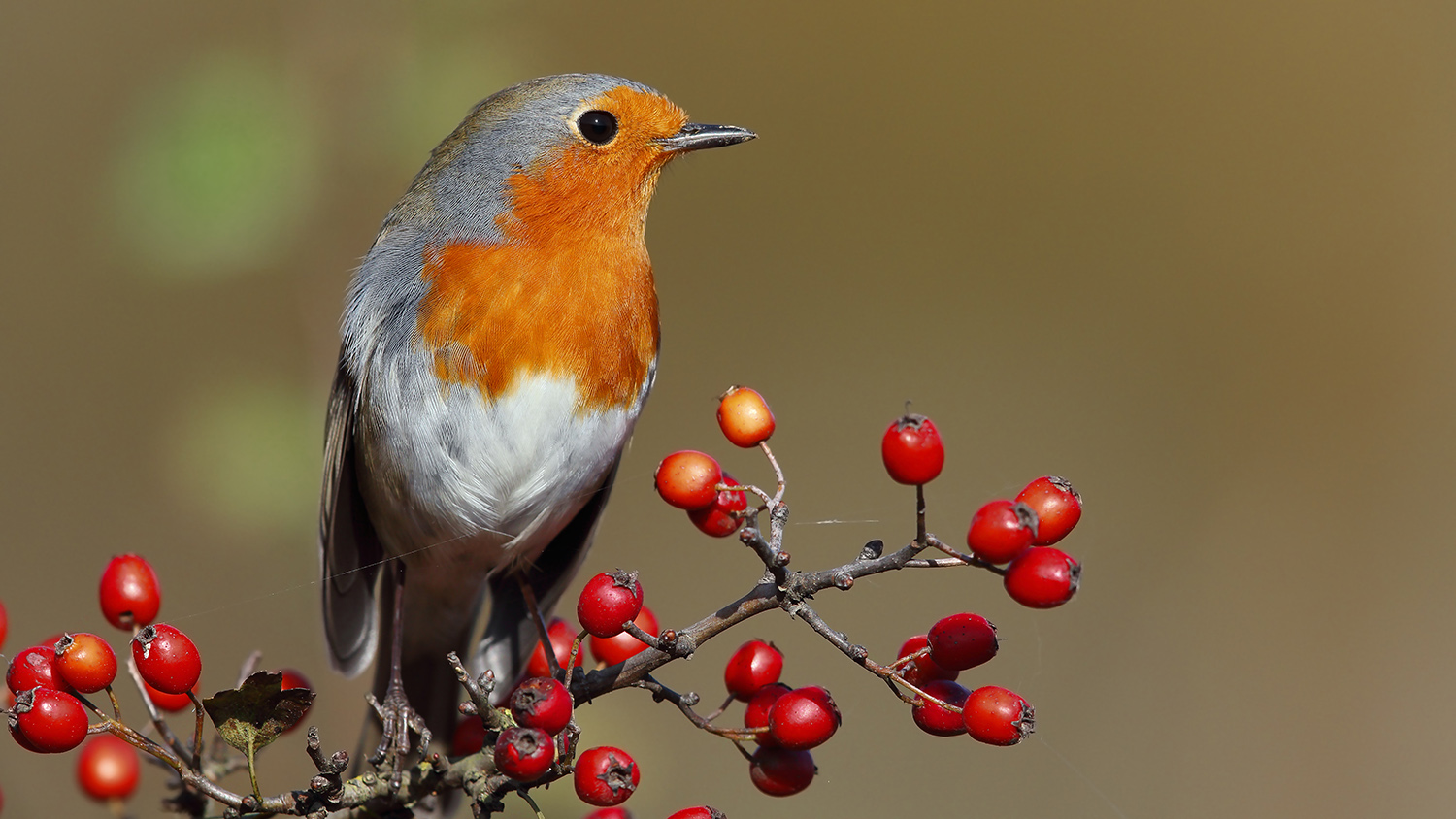 Kızılgerdan » European Robin » Erithacus rubecula