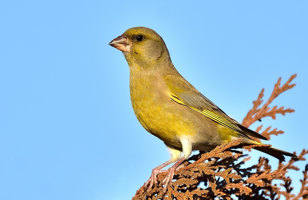 Florya » European Greenfinch » Chloris chloris