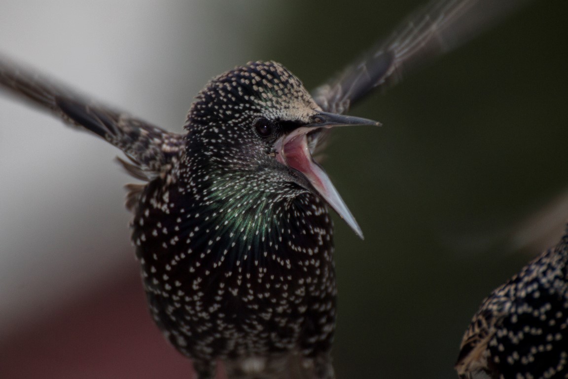 Sığırcık » Common Starling » Sturnus vulgaris