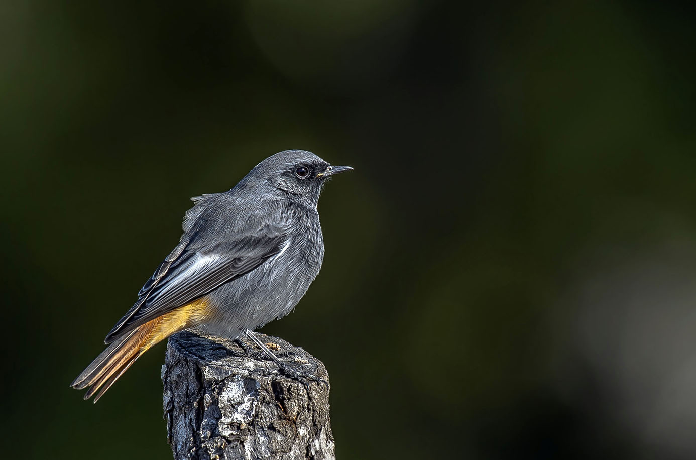 Kara kızılkuyruk » Black Redstart » Phoenicurus ochruros