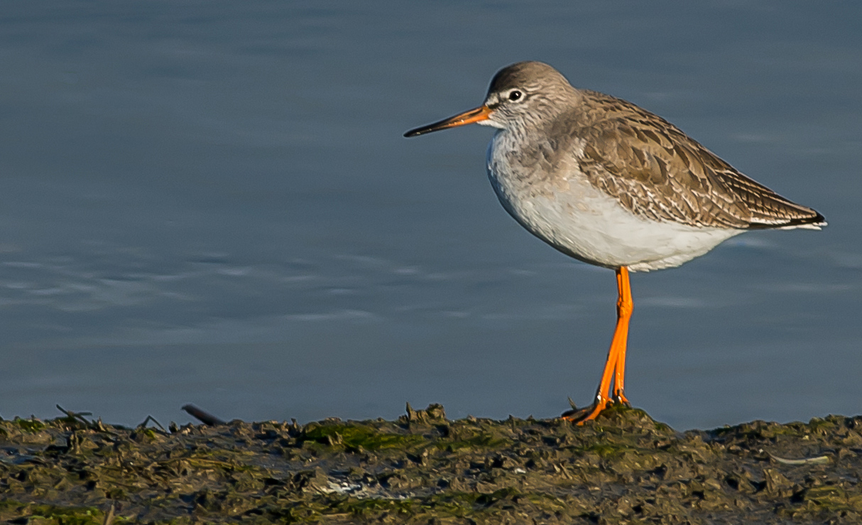 Kızılbacak » Common Redshank » Tringa totanus