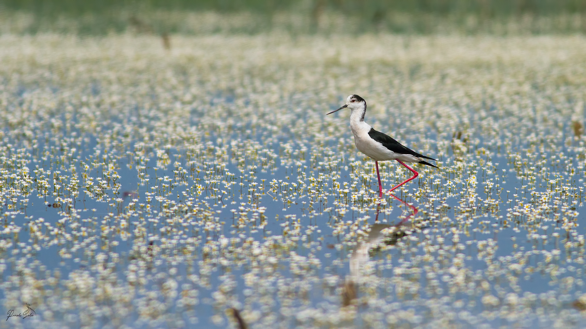 Uzunbacak » Black-winged Stilt » Himantopus himantopus