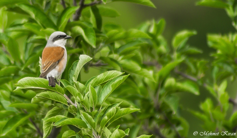 Kızılsırtlı örümcekkuşu » Red-backed Shrike » Lanius collurio