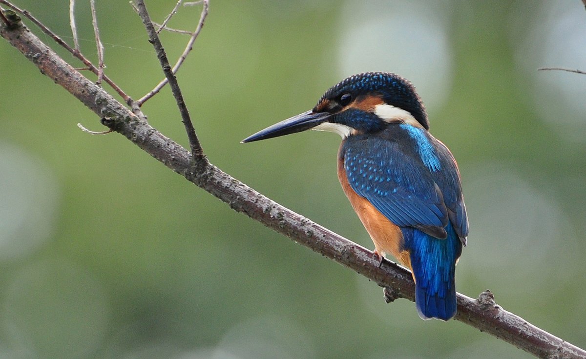 Yalıçapkını » Common Kingfisher » Alcedo atthis