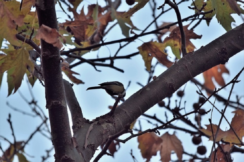 Büyük baştankara » Great Tit » Parus major