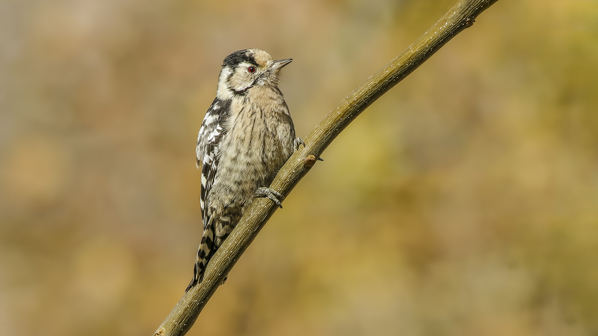 Küçük ağaçkakan » Lesser Spotted Woodpecker » Dryobates minor