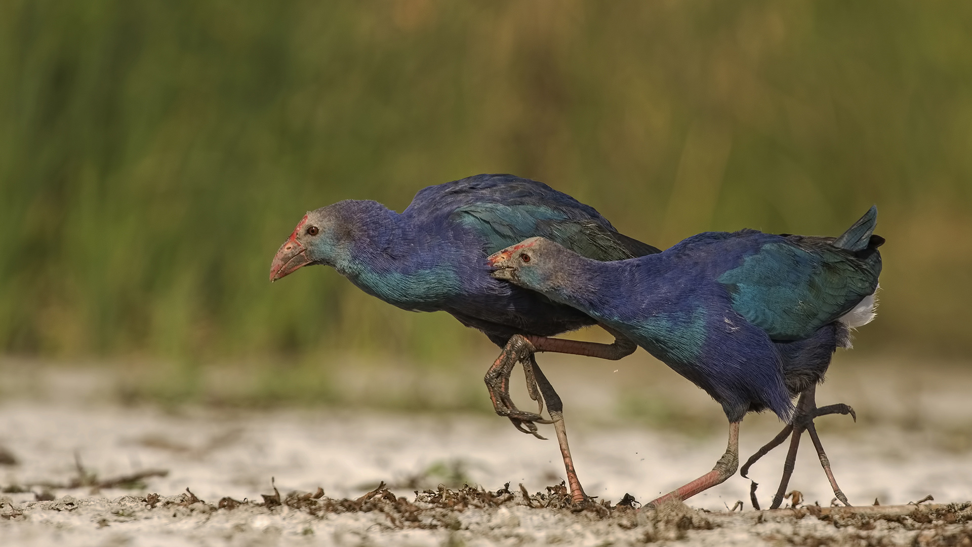 Sazhorozu » Grey-headed Swamphen » Porphyrio poliocephalus