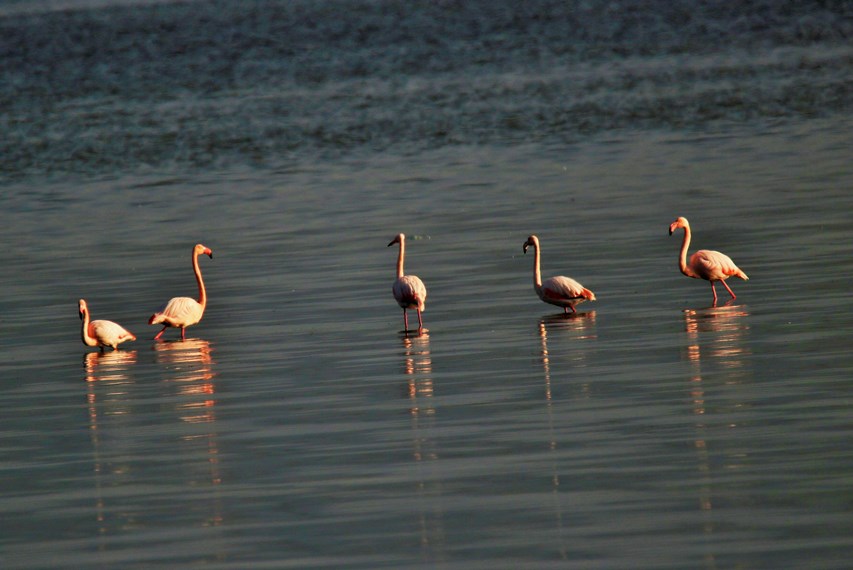 Flamingo » Greater Flamingo » Phoenicopterus roseus