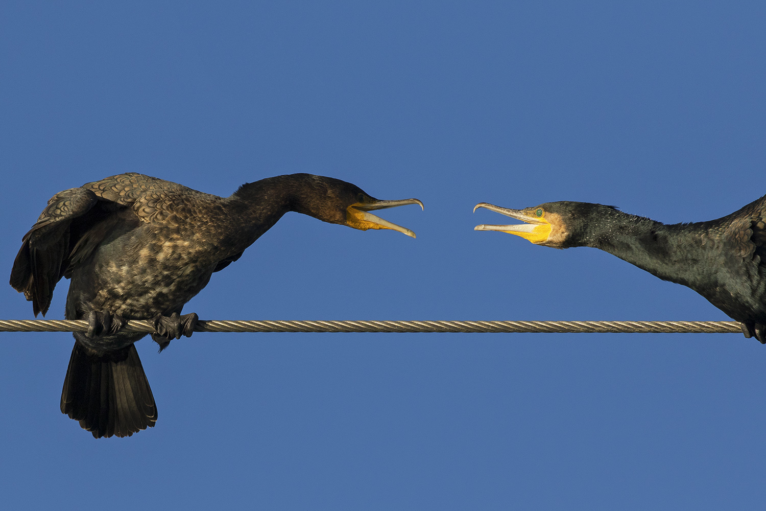 Karabatak » Great Cormorant » Phalacrocorax carbo