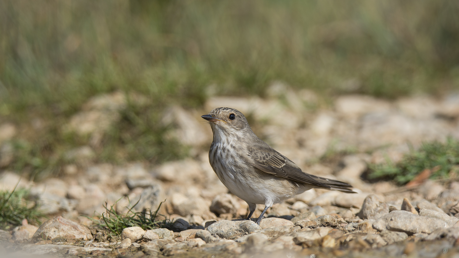 Benekli sinekkapan » Spotted Flycatcher » Muscicapa striata