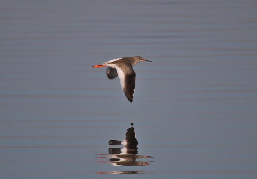 Kızılbacak » Common Redshank » Tringa totanus