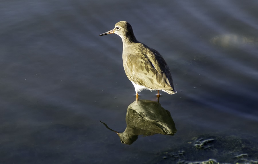 Kızılbacak » Common Redshank » Tringa totanus