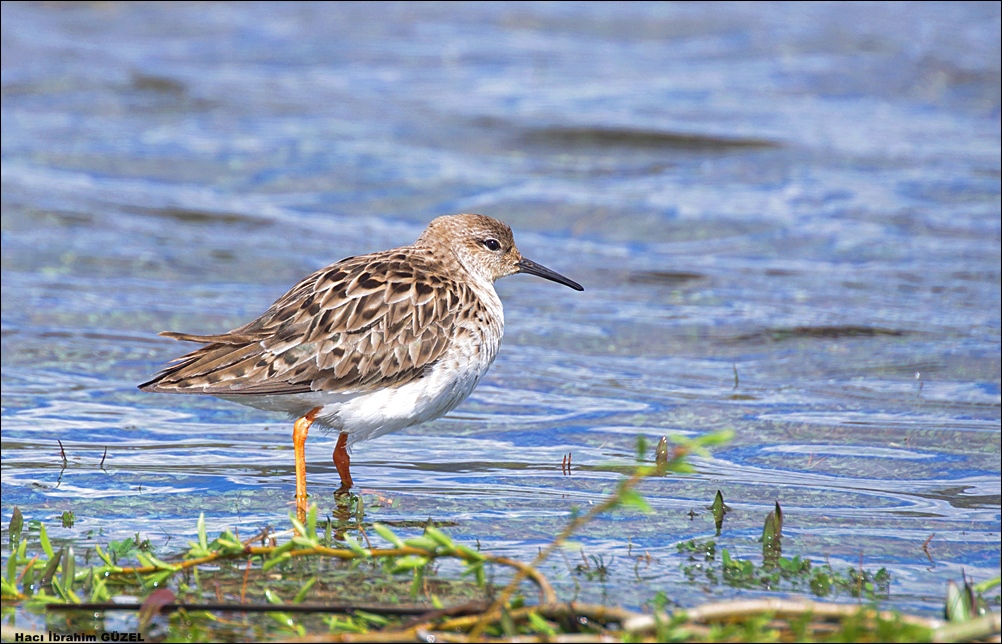 Dövüşkenkuş » Ruff » Calidris pugnax