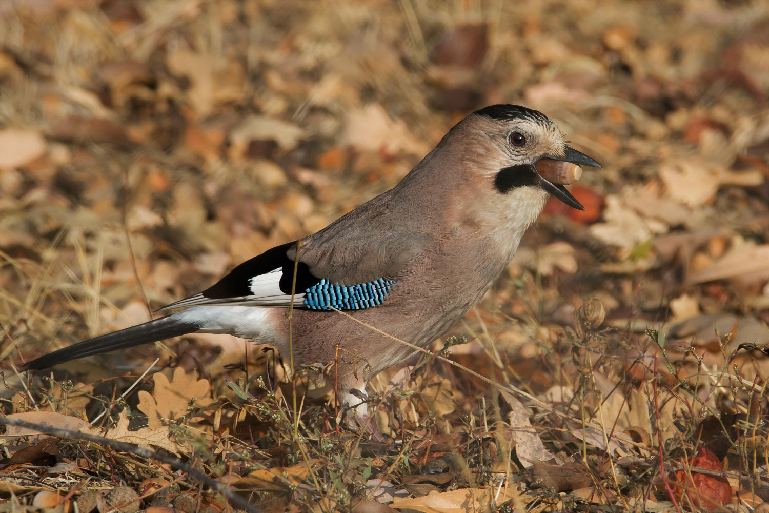 Alakarga » Eurasian Jay » Garrulus glandarius