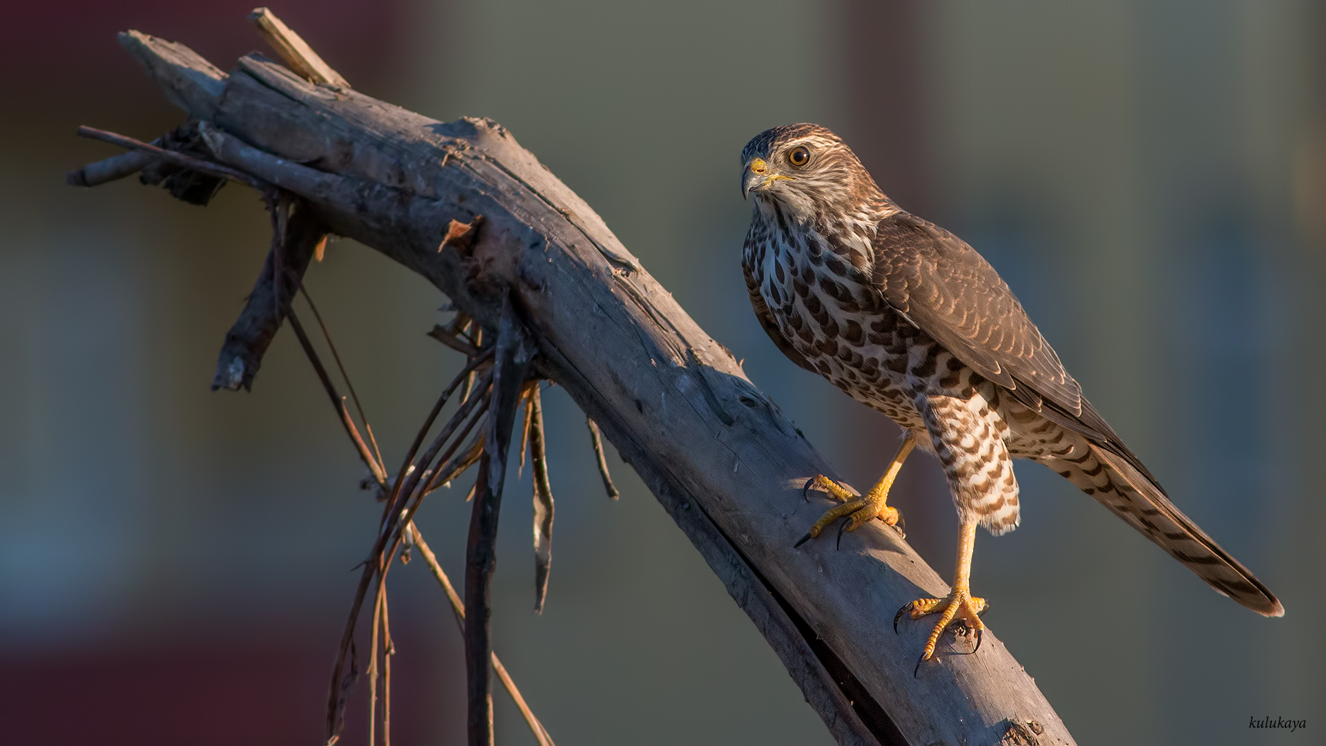 Yaz atmacası » Levant Sparrowhawk » Tachyspiza brevipes