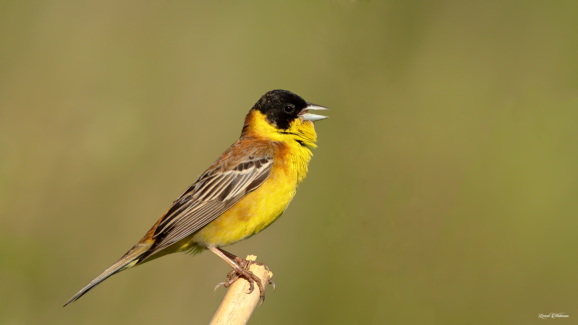 Karabaşlı kirazkuşu » Black-headed Bunting » Emberiza melanocephala