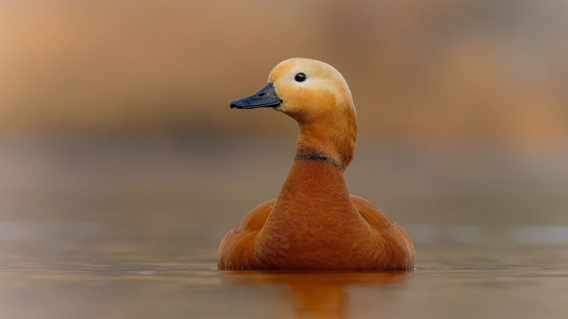Angıt