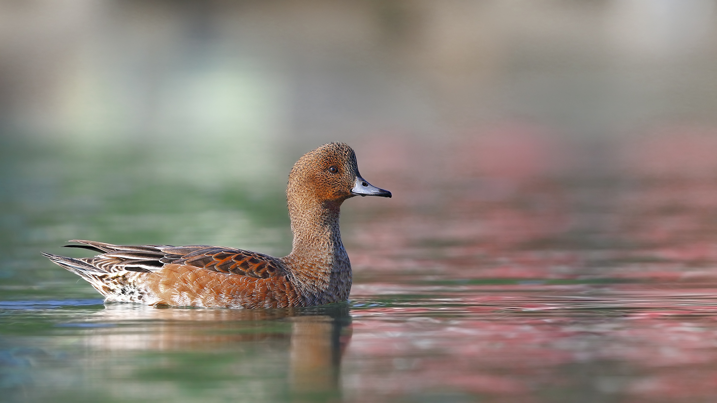 Fiyu » Eurasian Wigeon » Mareca penelope