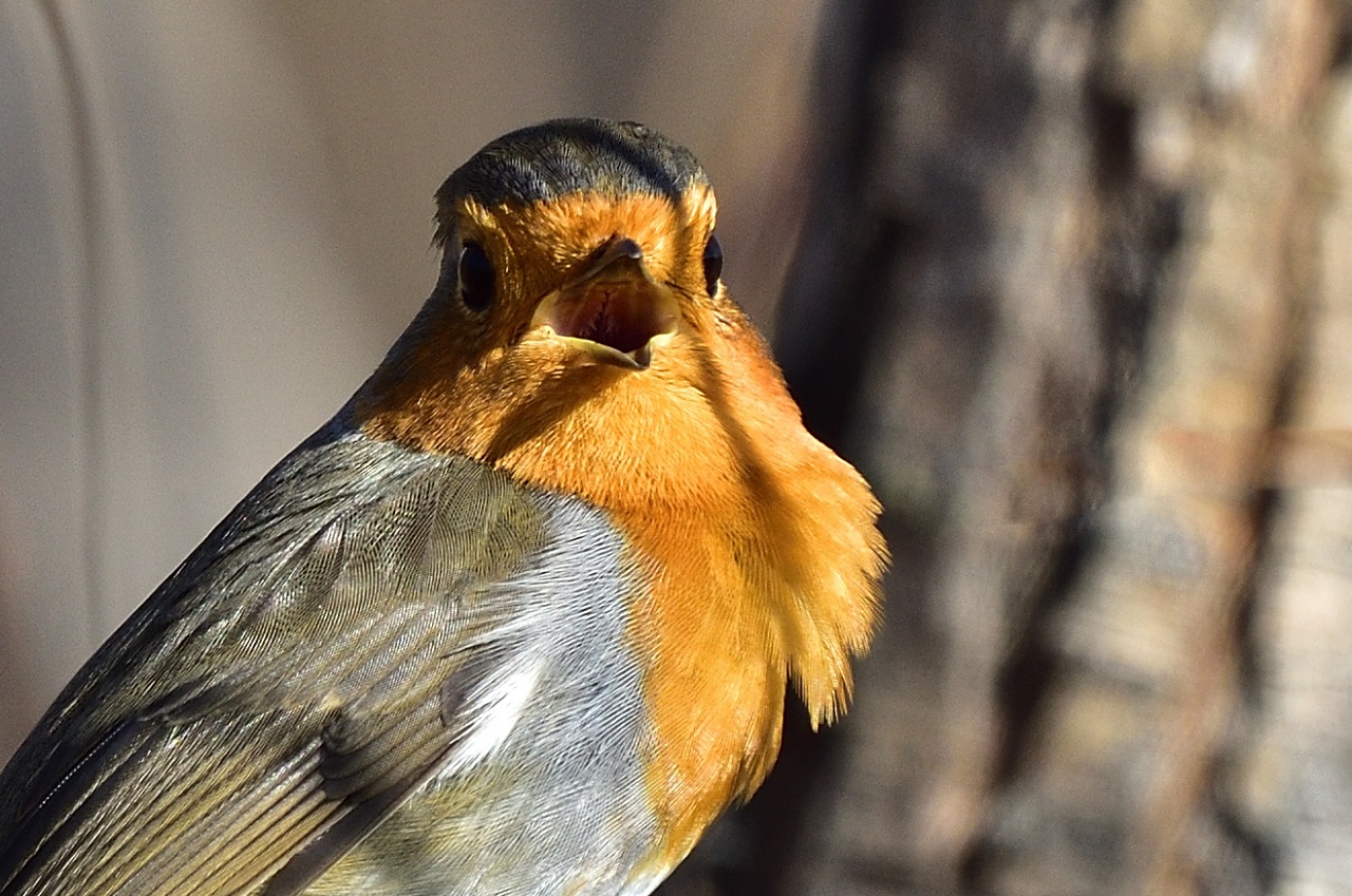 Kızılgerdan » European Robin » Erithacus rubecula