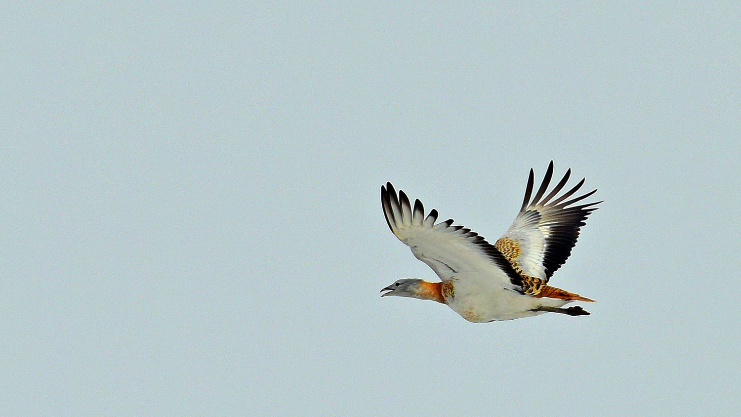 Toy » Great Bustard » Otis tarda