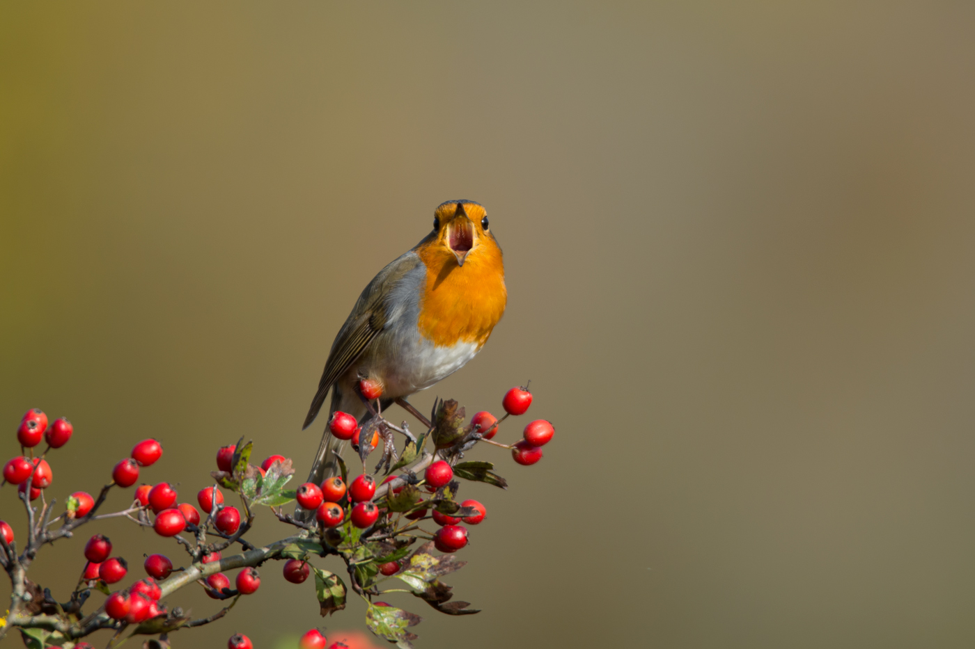 Kızılgerdan » European Robin » Erithacus rubecula
