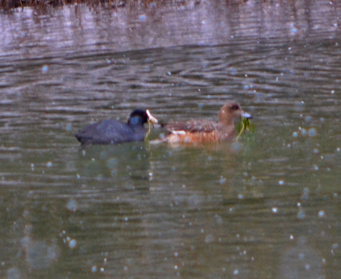 Fiyu » Eurasian Wigeon » Mareca penelope