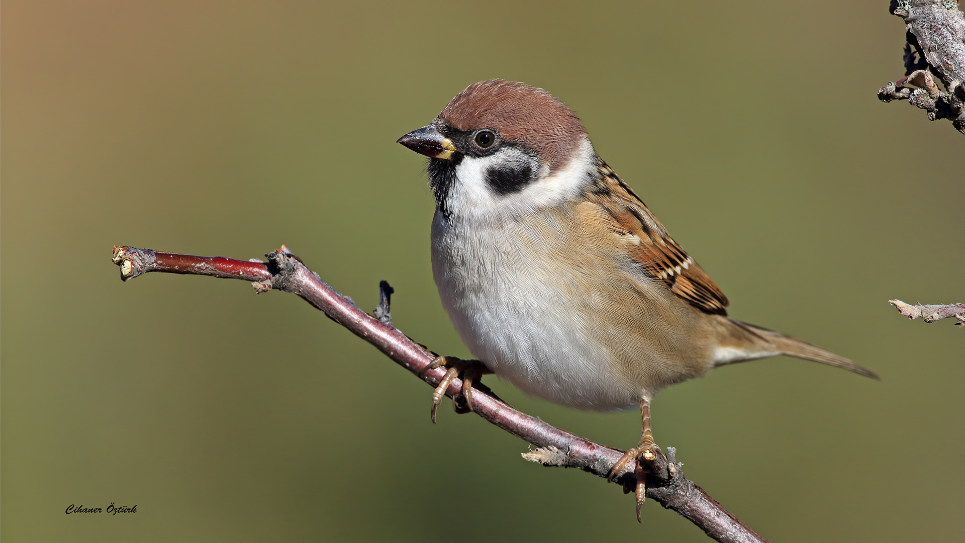 Ağaç serçesi » Eurasian Tree Sparrow » Passer montanus