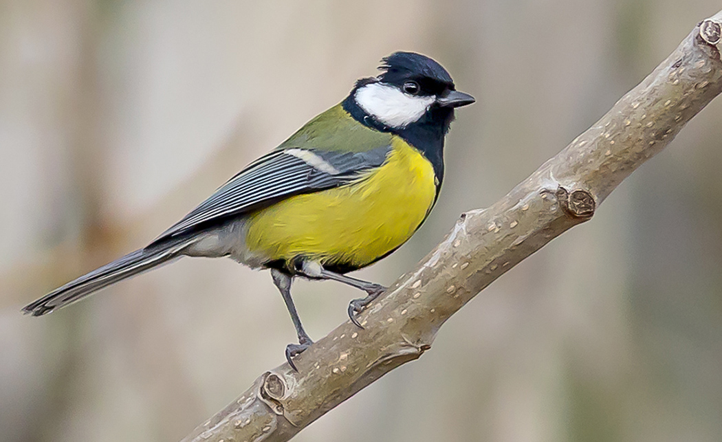 Büyük baştankara » Great Tit » Parus major