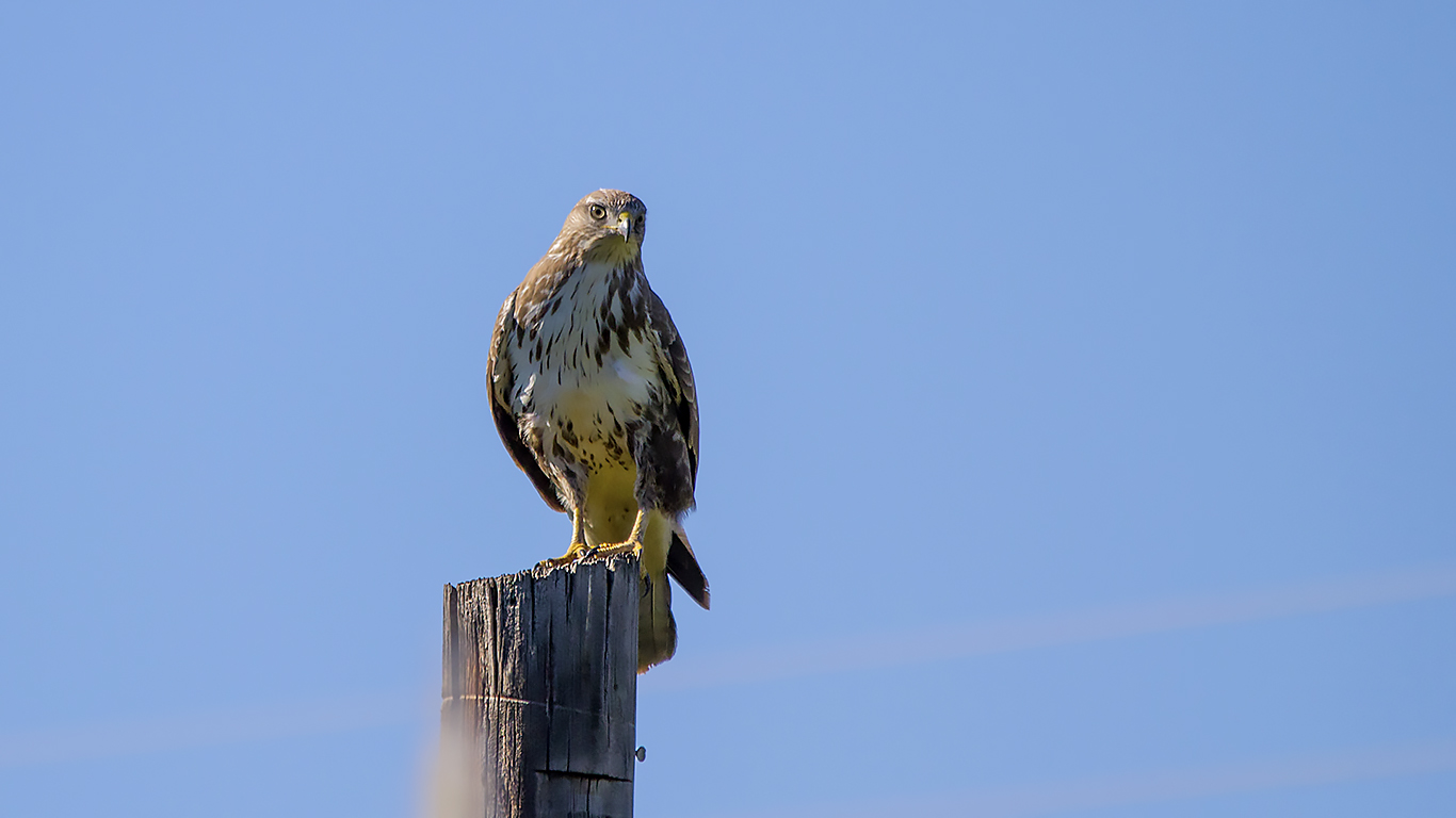 Şahin » Common Buzzard » Buteo buteo