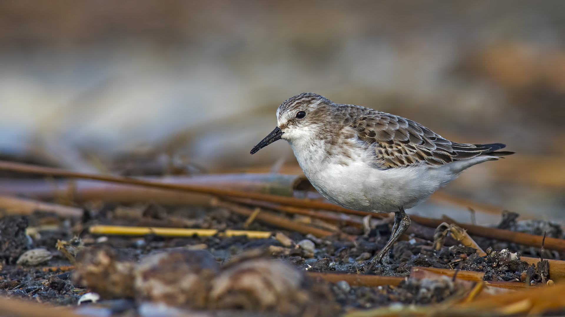 Küçük kumkuşu » Little Stint » Calidris minuta