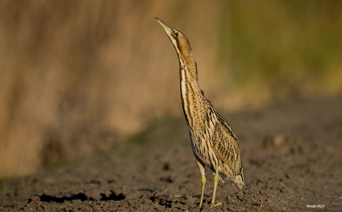 Balaban » Eurasian Bittern » Botaurus stellaris