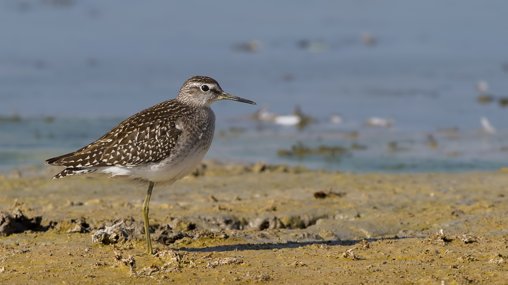 Orman düdükçünü » Wood Sandpiper » Tringa glareola