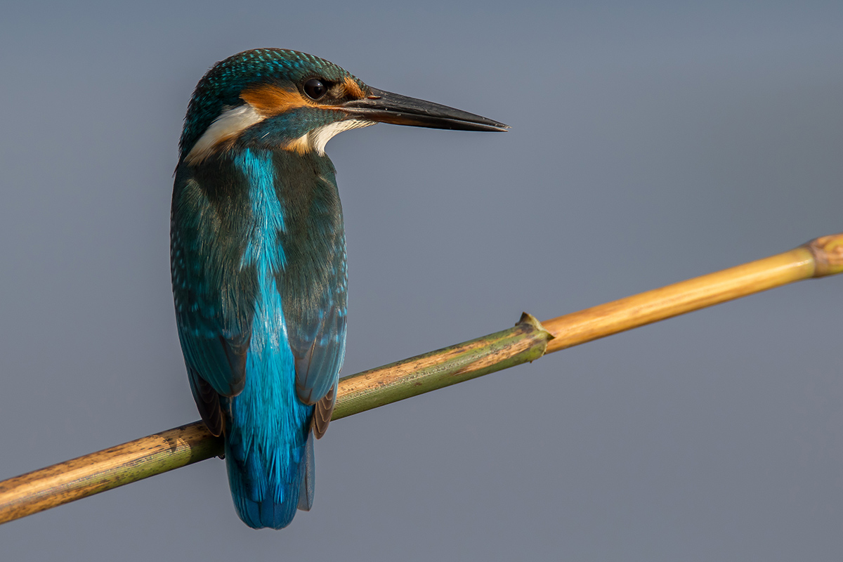 Yalıçapkını » Common Kingfisher » Alcedo atthis