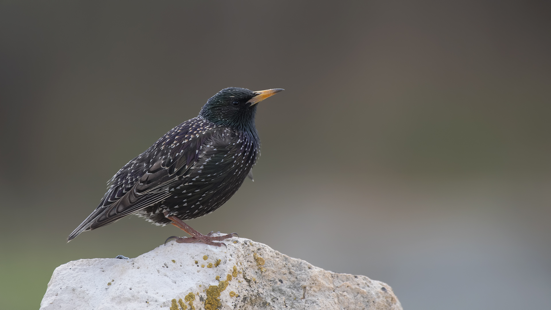 Sığırcık » Common Starling » Sturnus vulgaris