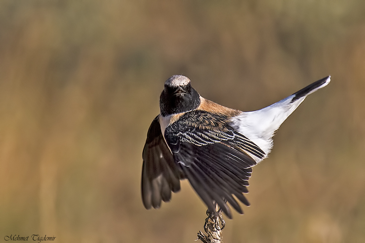 Karakulaklı kuyrukkakan » Black-eared Wheatear » Oenanthe melanoleuca