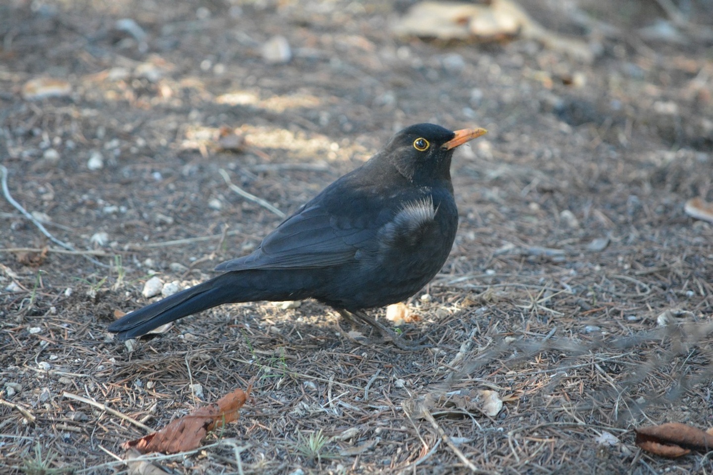 Karatavuk » Common Blackbird » Turdus merula