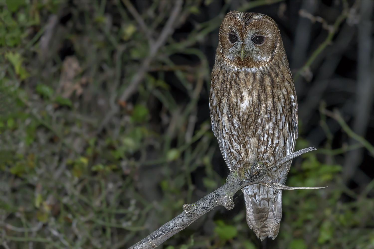 Alaca baykuş » Tawny Owl » Strix aluco