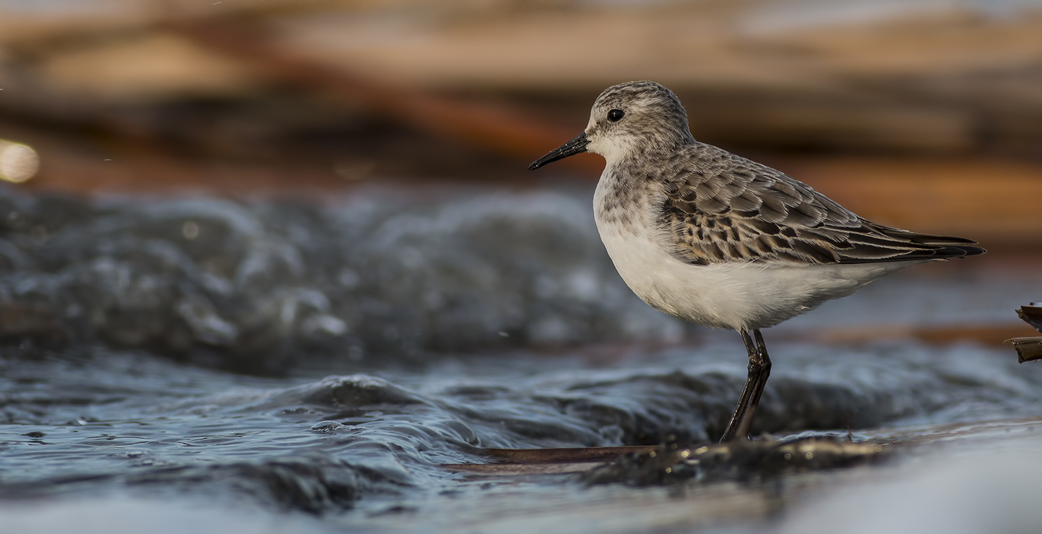 Küçük kumkuşu » Little Stint » Calidris minuta