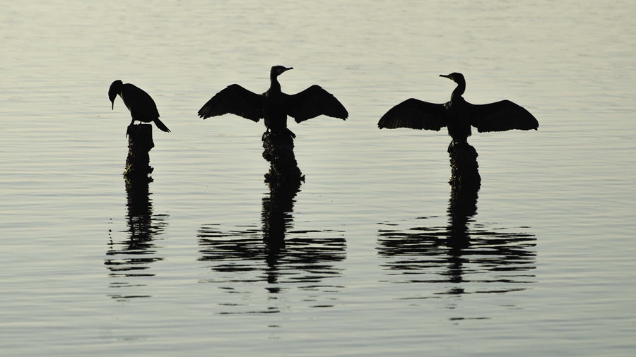 Karabatak » Great Cormorant » Phalacrocorax carbo