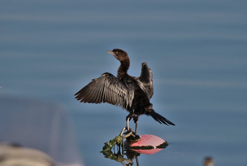 Küçük karabatak » Pygmy Cormorant » Microcarbo pygmaeus