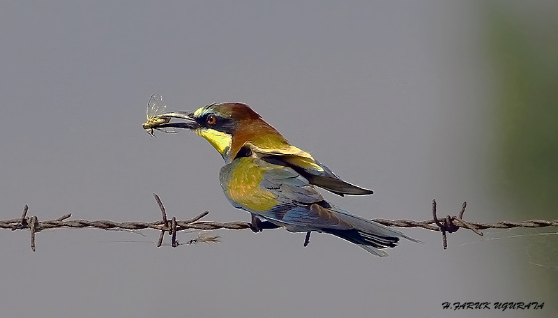 Arıkuşu » European Bee-eater » Merops apiaster