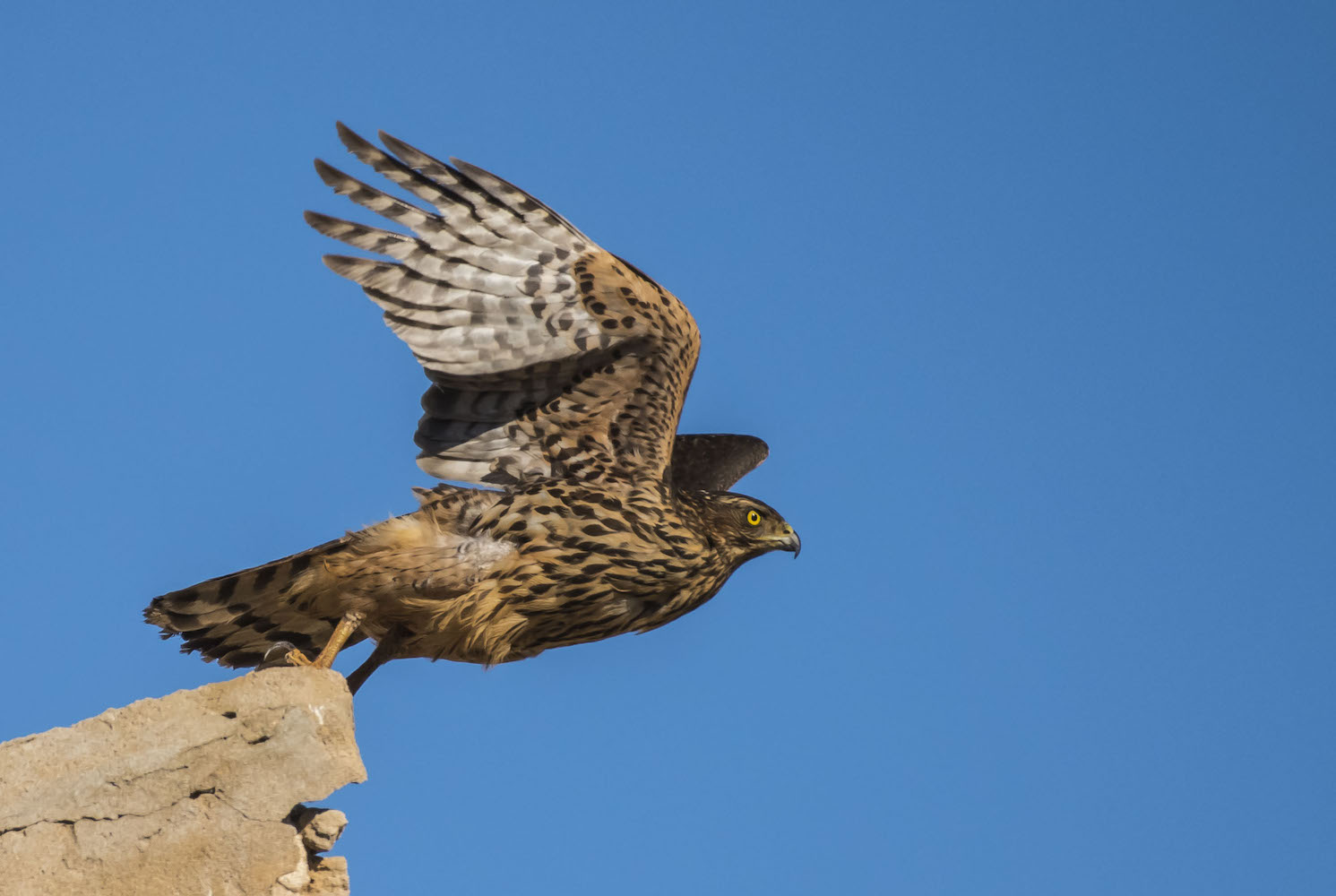 Çakır » Northern Goshawk » Astur gentilis