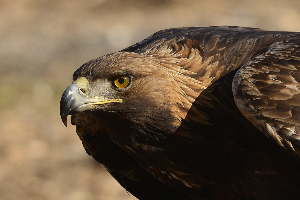 Kaya kartalı » Golden Eagle » Aquila chrysaetos