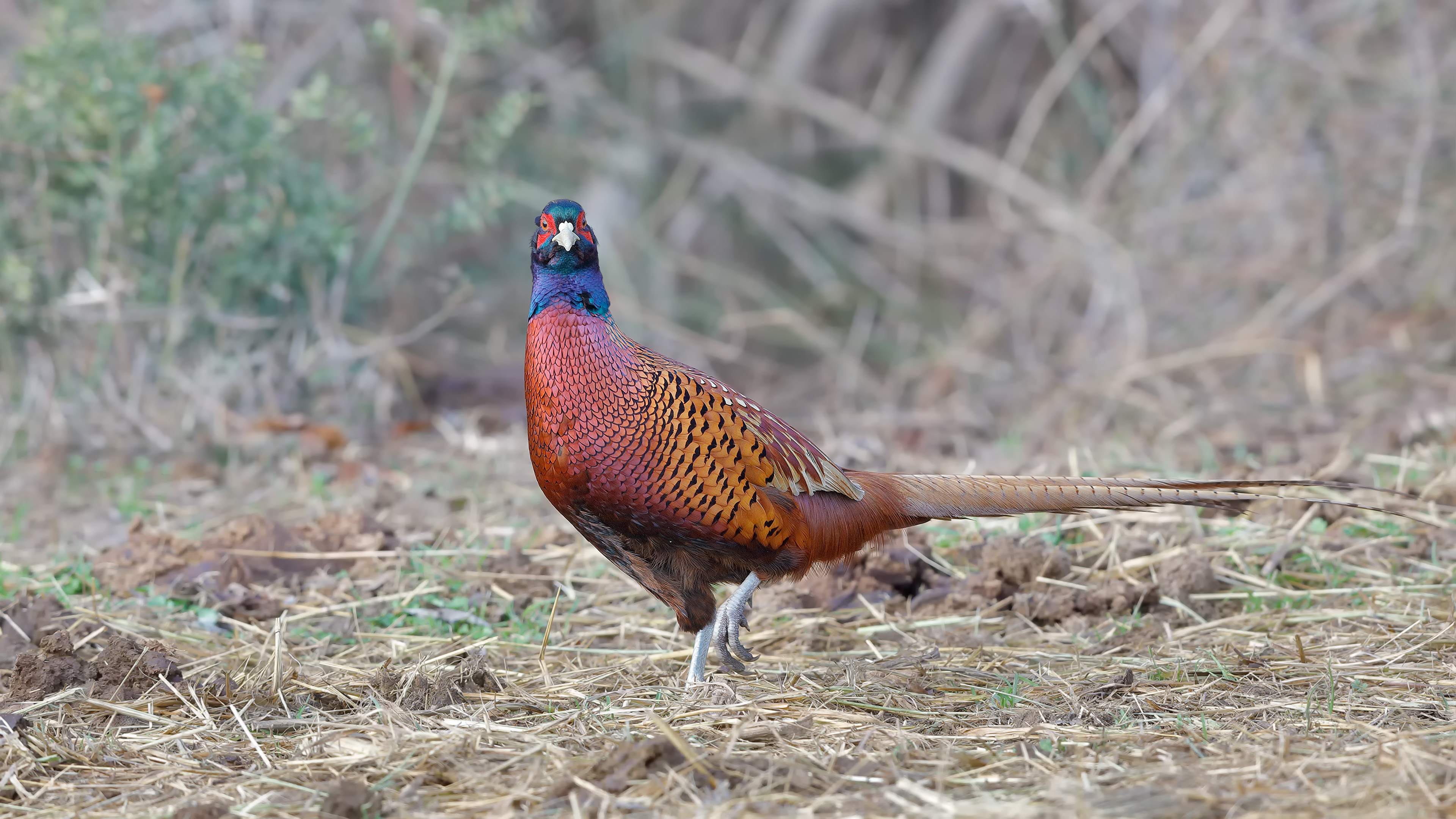 Sülün » Common Pheasant » Phasianus colchicus