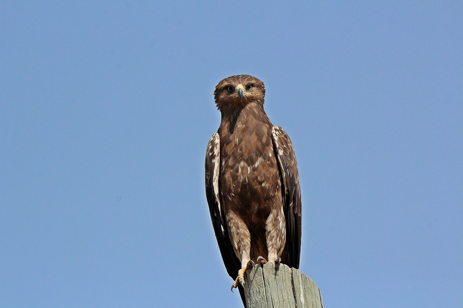 Küçük orman kartalı » Lesser Spotted Eagle » Clanga pomarina